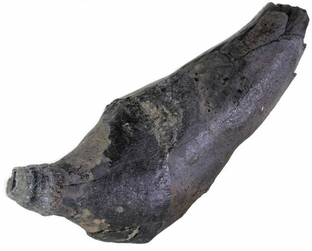 Fossil Sperm Whale Tooth - South Carolina #63559